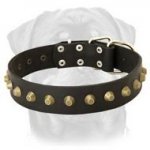 Gorgeous Wide Leather Dog Collar-Professional Dog Collar for Rottweilers