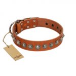 "Silver Spike" Handmade FDT Artisan Tan Leather Rottweiler Collar with Old Silver-Like Spikes