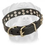 Stylish Leather Rottweiler Collar with Brass Pyramids for Walking
