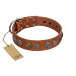 "Luxurious Life" Premium Quality FDT Artisan Tan Leather Rottweiler Collar with Round Adornments