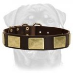 Deluxe Leather Dog Collar Ornamented with Beautiful Brass Plates