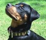 Rottweiler Gorgeous Wide Leather Dog Collar With Brass Shiny Plates