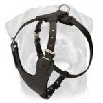 Worthy Leather Padded Dog Harness - Exclusive