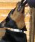 Herm Sprenger Neck-Tech Martingale Pinch Training Rottweiler Collar