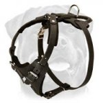 Rottweiler Agitation/ Protection Leather Harness
