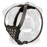 Designer Leather Dog Harness for Puppy Walking and Training