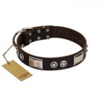 "Baller Status" FDT Artisan Brown Leather Rottweiler Collar Adorned with a Set of Chrome Plated Studs and Plates