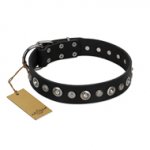"Genteel Charm" FDT Artisan Black Leather Rottweiler Collar with Silver-like Round Conchos