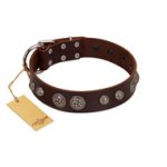 "Choco Brownie" FDT Artisan Brown Leather Rottweiler Collar Adorned with Silver-Like Conchos