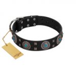 "Boundless Blue" FDT Artisan Black Leather Rottweiler Collar with Chrome Plated Brooches and Square Studs