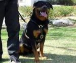 Designer Leather Dog Harness-Top-Grade Lifetime Rottweiler Harness