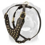 Luxury Studded Walking Dog Harness - Rottweiler Leather Worthy Harness