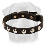 Exclusive Leather Dog Collar with Round Nickel-Plated Studs
