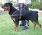 Tracking/Pulling/Agitation Leather Dog Harness For Rottweiler