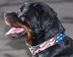 American Flag Painted Leather Dog Collar - Designer Rottweiler Collar