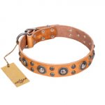 'Extra Sparkle' FDT Artisan Handcrafted Rottweiler Tan Leather Dog Collar