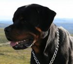 Herm Sprenger Choke Dog Collar for Rottweilers