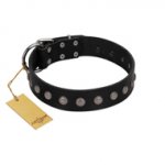 "Silver Flower" Exclusive FDT Artisan Black Leather Rottweiler Collar with Silver-Like Studs