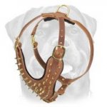 Special Brass Spiked Leather Dog Harness - Exotic Canine Professional Wear