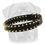 Gorgeous Wide Leather Dog Collar With Brass Spikes