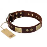 "Shining Armour" FDT Artisan Brown Leather Rottweiler Collar with Decorations