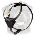 Small Leather Harness for Rottweiler Puppy