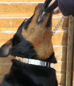 Herm Sprenger Neck-Tech Martingale Pinch Training Rottweiler Collar