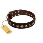 "Street Fashion" FDT Artisan Brown Leather Rottweiler Collar Adorned with Circles and Skulls