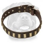 Luxurious Leather Dog Collar Ornamented With Brass Plates