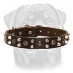 Custom Studded Leather Dog Collar for Rottweiler