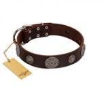 "Flashy Woof" FDT Artisan Brown Leather Rottweiler Collar with Chrome Plated Brooches