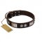 "Baller Status" FDT Artisan Brown Leather Rottweiler Collar Adorned with a Set of Chrome Plated Studs and Plates