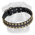 New Leather Rottweiler Collar with 2 Rows of Brass Studs - "Caterpillar"