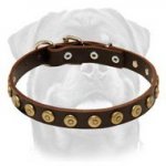 Gorgeous Leather Dog Collar With Dotted Brass Circles