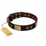 "Bow-Wow Effect" FDT Artisan Brown Leather Rottweiler Collar with Plates and Ornate Studs