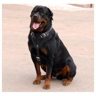 Rottweiler Agitation/ Protection Leather Harness