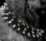 Rottweiler Dog Collars