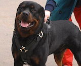Rottweiler leather  dog harness with handle for tracking,pulling,walking,training and more..