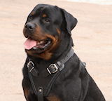 Rottweiler Dog Harnesses