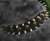 Spiked dog collar,leather dog collar,custom dog collar,designer dog collar for Rottweiler