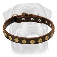 Gorgeous Leather Dog Collar With Dotted Brass Circles