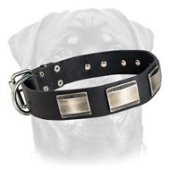 Beautiful Leather Rottweiler Collar Decorated with Large Nickel Plated Plates