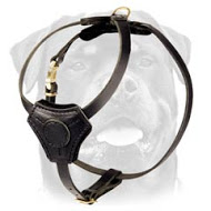 Small Leather Harness for Rottweiler Puppy