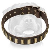 Luxurious Leather Dog Collar Ornamented With Brass Plates