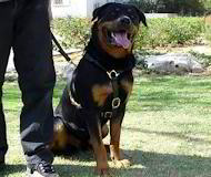 Designer Leather Dog Harness-Top-Grade Lifetime Rottweiler Harness