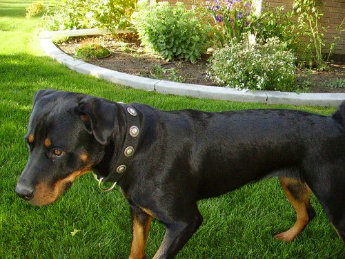 Rottweiler nylon dog collar with jewelry