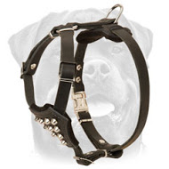 Studded Dog Harness for Active Rottweiler Puppies