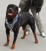 De Luxe Spiked Leather Rottweiler Harness-Strongest Handmade Walking Dog Harness