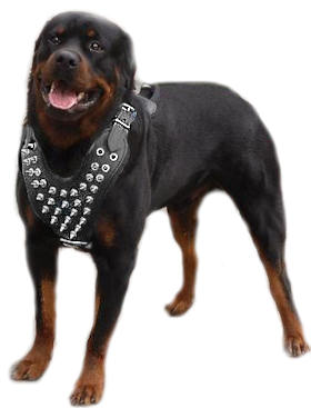 The image “https://www.rottweiler-dog-breed-store.com/images/best-Rottweiler-Rotty-Rottie-dog-harness-spike-rotties.jpg” cannot be displayed, because it contains errors.