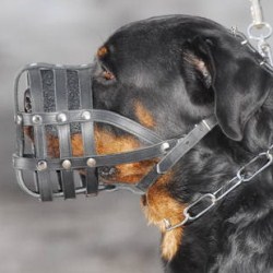 basket dog muzzle
